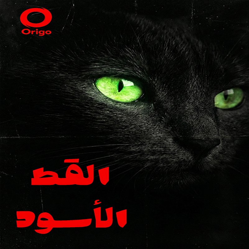 القط الأسود